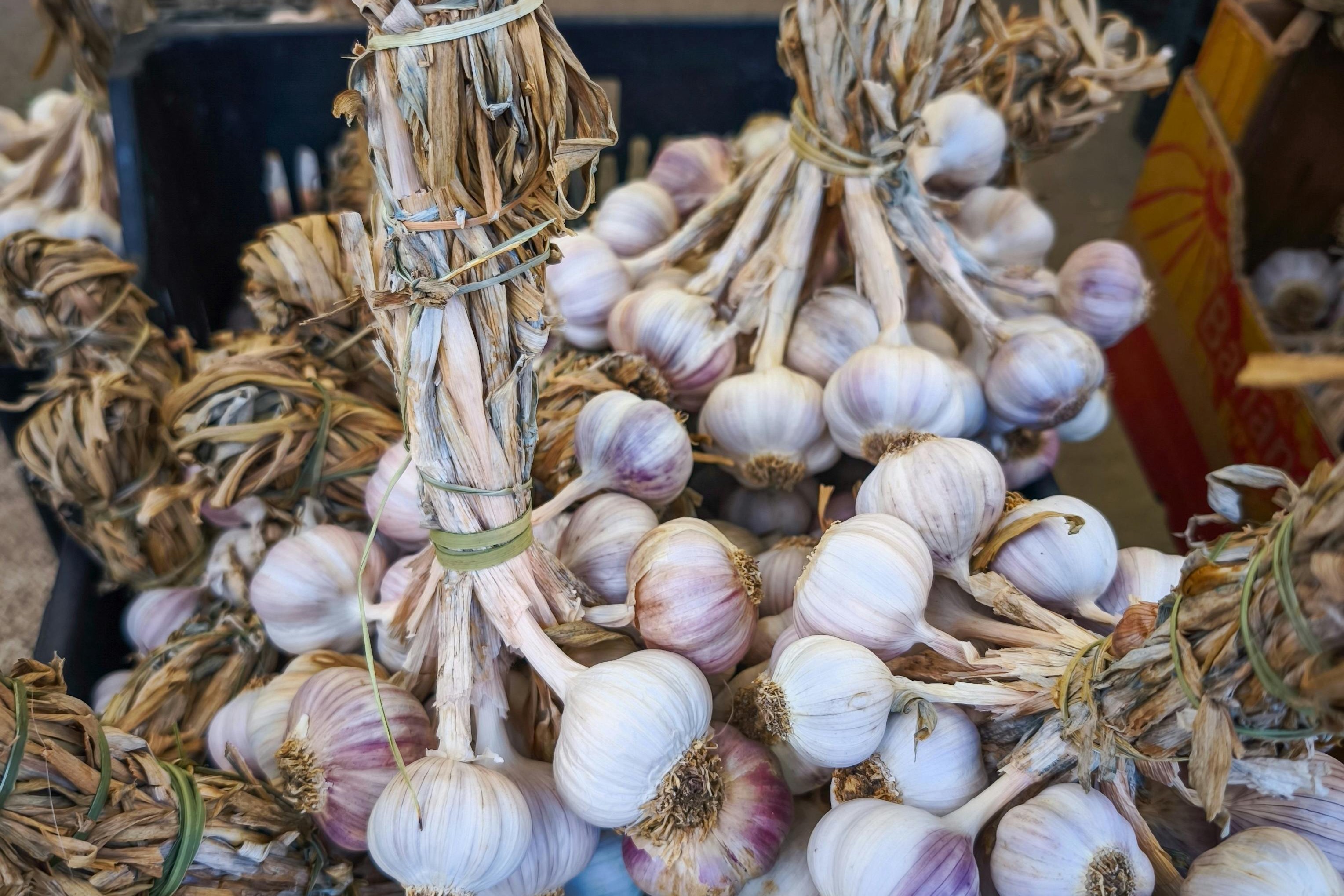 healthy spices in garden